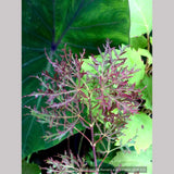 Trees ~ Acer palmatum 'Orangeola', Laceleaf Japanese Maple ~ Dancing Oaks Nursery and Gardens ~ Retail Nursery ~ Mail Order Nursery