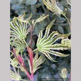 Trees ~ Acer palmatum 'Yama Nishiki', Snow Peak Japanese Maple ~ Dancing Oaks Nursery and Gardens ~ Retail Nursery ~ Mail Order Nursery