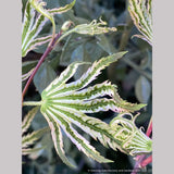 Trees ~ Acer palmatum 'Yama Nishiki', Snow Peak Japanese Maple ~ Dancing Oaks Nursery and Gardens ~ Retail Nursery ~ Mail Order Nursery