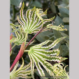 Trees ~ Acer palmatum 'Yama Nishiki', Snow Peak Japanese Maple ~ Dancing Oaks Nursery and Gardens ~ Retail Nursery ~ Mail Order Nursery