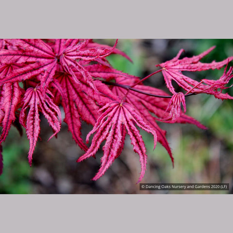 Trees ~ Acer 'Amagi shigure', Dwarf Japanese Maple ~ Dancing Oaks Nursery and Gardens ~ Retail Nursery ~ Mail Order Nursery