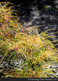 Trees ~ Acer palmatum 'Fairy Hair', Fairy Hair Japanese Maple ~ Dancing Oaks Nursery and Gardens ~ Retail Nursery ~ Mail Order Nursery