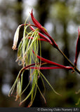 Trees ~ Acer palmatum 'Fairy Hair', Fairy Hair Japanese Maple ~ Dancing Oaks Nursery and Gardens ~ Retail Nursery ~ Mail Order Nursery