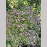 Trees ~ Acer palmatum 'Fred's Wild Dream', Japanese Maple ~ Dancing Oaks Nursery and Gardens ~ Retail Nursery ~ Mail Order Nursery