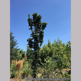Trees ~ Acer platanoides 'Rezek', Columnar Norway Maple ~ Dancing Oaks Nursery and Gardens ~ Retail Nursery ~ Mail Order Nursery