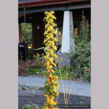 Trees ~ Acer platanoides 'Rezek', Columnar Norway Maple ~ Dancing Oaks Nursery and Gardens ~ Retail Nursery ~ Mail Order Nursery