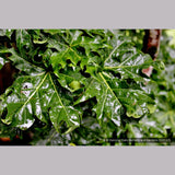 Trees ~ Acer platanoides 'Rezek', Columnar Norway Maple ~ Dancing Oaks Nursery and Gardens ~ Retail Nursery ~ Mail Order Nursery
