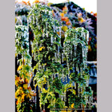Trees ~ Acer platanoides 'Rezek', Columnar Norway Maple ~ Dancing Oaks Nursery and Gardens ~ Retail Nursery ~ Mail Order Nursery
