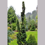 Trees ~ Acer platanoides 'Rezek', Columnar Norway Maple ~ Dancing Oaks Nursery and Gardens ~ Retail Nursery ~ Mail Order Nursery