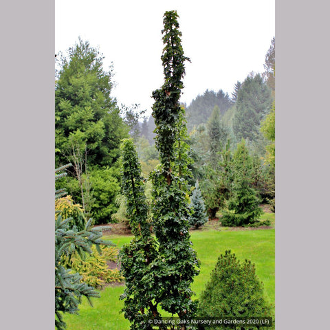 Trees ~ Acer platanoides 'Rezek', Columnar Norway Maple ~ Dancing Oaks Nursery and Gardens ~ Retail Nursery ~ Mail Order Nursery