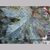Trees ~ Acer pseudoplatanus 'Esk Sunset', Sycamore Maple ~ Dancing Oaks Nursery and Gardens ~ Retail Nursery ~ Mail Order Nursery