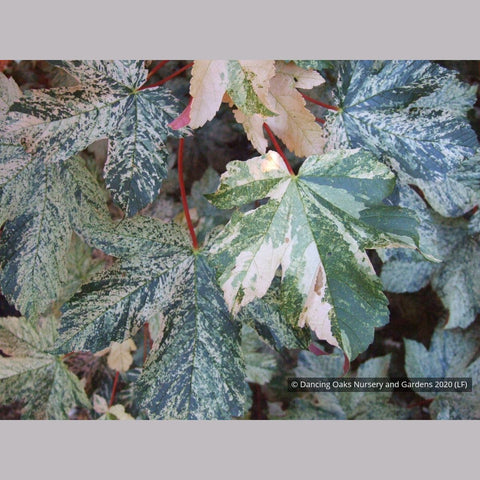 Trees ~ Acer pseudoplatanus 'Esk Sunset', Sycamore Maple ~ Dancing Oaks Nursery and Gardens ~ Retail Nursery ~ Mail Order Nursery