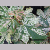 Trees ~ Acer pseudoplatanus 'Esk Sunset', Sycamore Maple ~ Dancing Oaks Nursery and Gardens ~ Retail Nursery ~ Mail Order Nursery