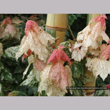 Trees ~ Acer rubrum 'Vanity', Variegated Red Maple ~ Dancing Oaks Nursery and Gardens ~ Retail Nursery ~ Mail Order Nursery