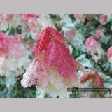 Trees ~ Acer rubrum 'Vanity', Variegated Red Maple ~ Dancing Oaks Nursery and Gardens ~ Retail Nursery ~ Mail Order Nursery