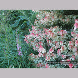 Trees ~ Acer rubrum 'Vanity', Variegated Red Maple ~ Dancing Oaks Nursery and Gardens ~ Retail Nursery ~ Mail Order Nursery