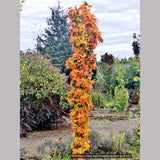 Trees ~ Acer saccharum 'Millane's Columnar', Millane's Column Sugar Maple ~ Dancing Oaks Nursery and Gardens ~ Retail Nursery ~ Mail Order Nursery