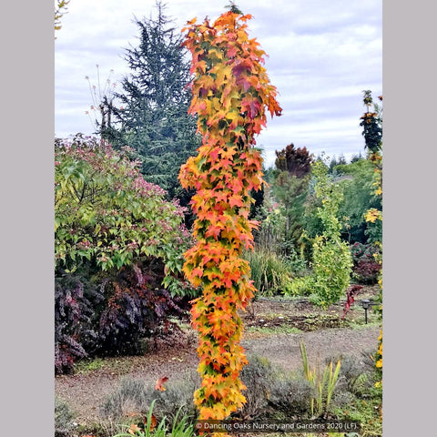 Trees ~ Acer saccharum 'Millane's Columnar', Millane's Column Sugar Maple ~ Dancing Oaks Nursery and Gardens ~ Retail Nursery ~ Mail Order Nursery