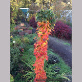 Trees ~ Acer saccharum 'Millane's Columnar', Millane's Column Sugar Maple ~ Dancing Oaks Nursery and Gardens ~ Retail Nursery ~ Mail Order Nursery