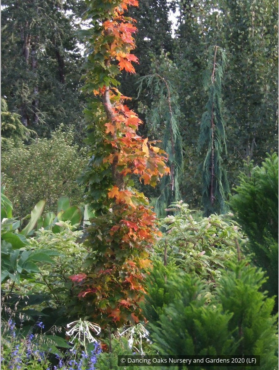Trees ~ Acer saccharum 'Monumentale', Columnar Sugar Maple ~ Dancing Oaks Nursery and Gardens ~ Retail Nursery ~ Mail Order Nursery