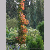 Trees ~ Acer saccharum 'Monumentale', Columnar Sugar Maple ~ Dancing Oaks Nursery and Gardens ~ Retail Nursery ~ Mail Order Nursery