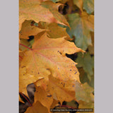 Trees ~ Acer saccharum 'Monumentale', Columnar Sugar Maple ~ Dancing Oaks Nursery and Gardens ~ Retail Nursery ~ Mail Order Nursery