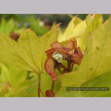 Trees ~ Acer shirasawanum 'Aureum', Golden Full Moon Maple ~ Dancing Oaks Nursery and Gardens ~ Retail Nursery ~ Mail Order Nursery