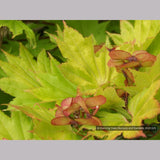 Trees ~ Acer shirasawanum 'Aureum', Golden Full Moon Maple ~ Dancing Oaks Nursery and Gardens ~ Retail Nursery ~ Mail Order Nursery