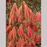Acer shirasawanum Moonrise™ 'Munn 001', Shirasawa Maple/Full Moon Maple