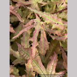 Trees ~ Acer palmatum 'Strawberry Spring', Reticulated Japanese Maple ~ Dancing Oaks Nursery and Gardens ~ Retail Nursery ~ Mail Order Nursery