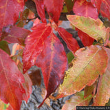 Trees ~ Acer triflorum, Three-flowered Maple ~ Dancing Oaks Nursery and Gardens ~ Retail Nursery ~ Mail Order Nursery