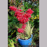 Trees ~ Acer palmatum 'Twombley's Red Sentinel', Japanese Maple ~ Dancing Oaks Nursery and Gardens ~ Retail Nursery ~ Mail Order Nursery