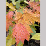 Trees ~ Japanese Maples~Acer japonicum 'Emmett's Pumpkin' ~ Dancing Oaks Nursery and Gardens ~ Retail Nursery ~ Mail Order Nursery