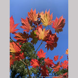 Trees ~ Japanese Maples~Acer japonicum 'Emmett's Pumpkin' ~ Dancing Oaks Nursery and Gardens ~ Retail Nursery ~ Mail Order Nursery