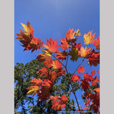 Trees ~ Japanese Maples~Acer japonicum 'Emmett's Pumpkin' ~ Dancing Oaks Nursery and Gardens ~ Retail Nursery ~ Mail Order Nursery