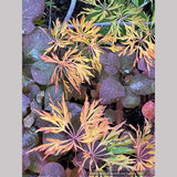 Trees ~ Acer japonicum 'Oregon Fern', Japanese Maple ~ Dancing Oaks Nursery and Gardens ~ Retail Nursery ~ Mail Order Nursery