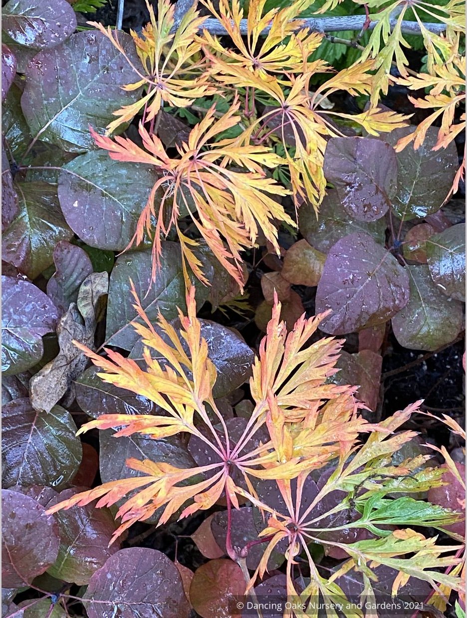 Trees ~ Acer japonicum 'Oregon Fern', Japanese Maple ~ Dancing Oaks Nursery and Gardens ~ Retail Nursery ~ Mail Order Nursery
