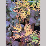 Trees ~ Acer japonicum 'Oregon Fern', Japanese Maple ~ Dancing Oaks Nursery and Gardens ~ Retail Nursery ~ Mail Order Nursery