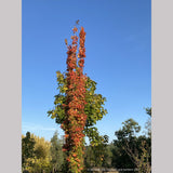 Trees ~ Acer saccharum 'Newton Sentry', Columnar Sugar Maple ~ Dancing Oaks Nursery and Gardens ~ Retail Nursery ~ Mail Order Nursery