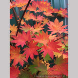 Trees ~ Acer japonicum 'O-isami', Japanese Maple ~ Dancing Oaks Nursery and Gardens ~ Retail Nursery ~ Mail Order Nursery