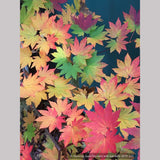 Trees ~ Acer japonicum 'O-isami', Japanese Maple ~ Dancing Oaks Nursery and Gardens ~ Retail Nursery ~ Mail Order Nursery