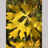 Trees ~ Acer macrophyllum 'Kimballiae', Cutleaf Bigleaf Maple ~ Dancing Oaks Nursery and Gardens ~ Retail Nursery ~ Mail Order Nursery