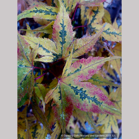 Trees ~ Acer 'Japanese Princess', Dwarf Japanese Maple ~ Dancing Oaks Nursery and Gardens ~ Retail Nursery ~ Mail Order Nursery