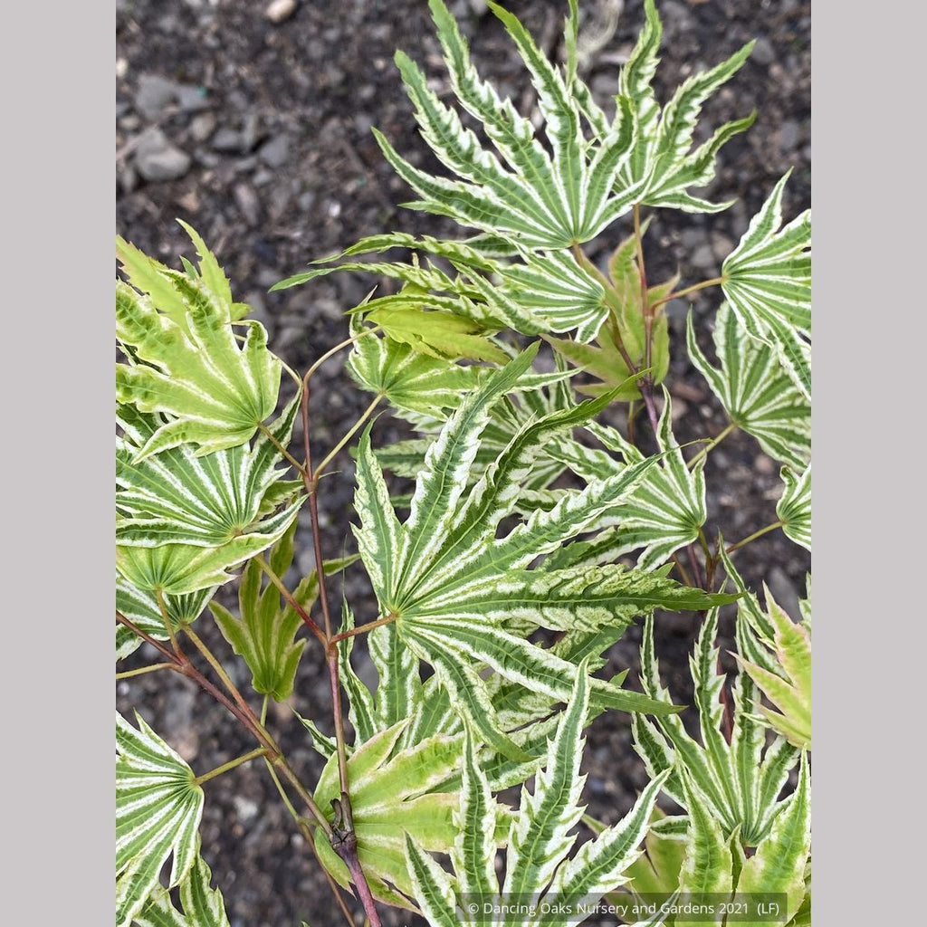 Acer palmatum 'Yama Nishiki', Snow Peak Japanese Maple – Dancing