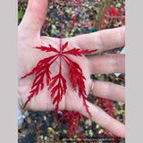Trees ~ Acer palmatum 'Hana Matoi', Dissected Japanese Maple ~ Dancing Oaks Nursery and Gardens ~ Retail Nursery ~ Mail Order Nursery