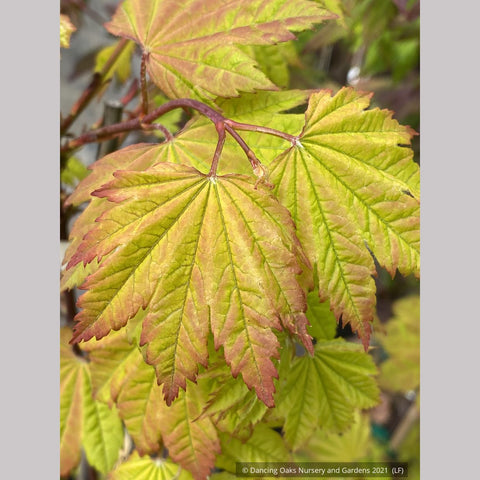 Trees ~ Acer circinatum 'Sunny Sister', Dwarf Vine Maple ~ Dancing Oaks Nursery and Gardens ~ Retail Nursery ~ Mail Order Nursery