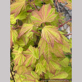 Trees ~ Acer circinatum 'Sunny Sister', Dwarf Vine Maple ~ Dancing Oaks Nursery and Gardens ~ Retail Nursery ~ Mail Order Nursery