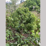 Acer palmatum - Dancing Oaks Selection, Dwarf Japanese Maple