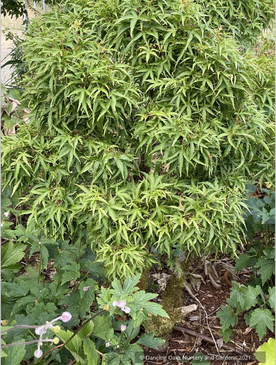 Acer palmatum - Dancing Oaks Selection, Dwarf Japanese Maple