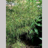 Trees ~ Acer palmatum 'Fairy Hair', Fairy Hair Japanese Maple ~ Dancing Oaks Nursery and Gardens ~ Retail Nursery ~ Mail Order Nursery